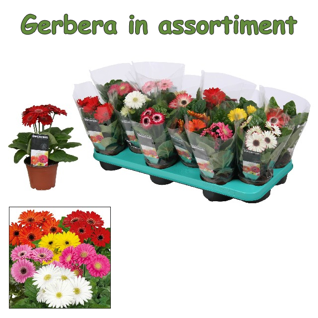 gerbera mix