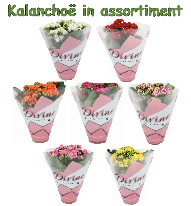 kanlanchoe mix