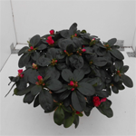 Ook gevraagd, een rode azalea rode azalea