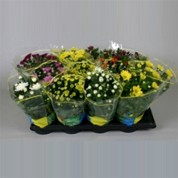 bloeiende potplant chrysant