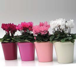 bloeiende potplant cyclaam