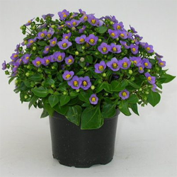 bloeiende potplant exacum