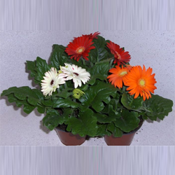 bloeiende potplant gerbera