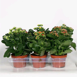 bloeiende potplant Kalanchoë