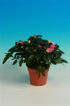 azalea voor binnen