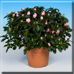 azalea indica