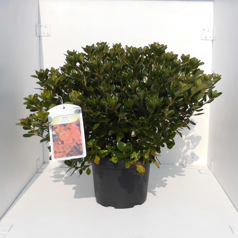 japonica hino crimson