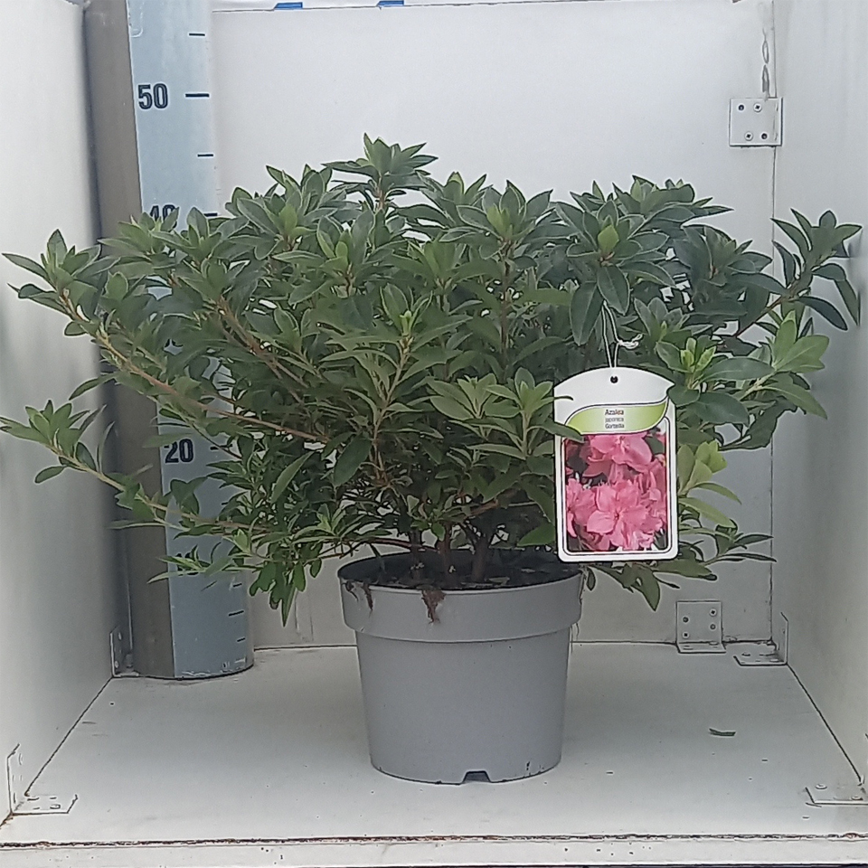 rode winterharde japonica hino crimson