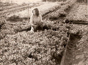 Azalea inpakken