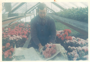 Azalea inpakken